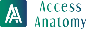 Access Anatomy